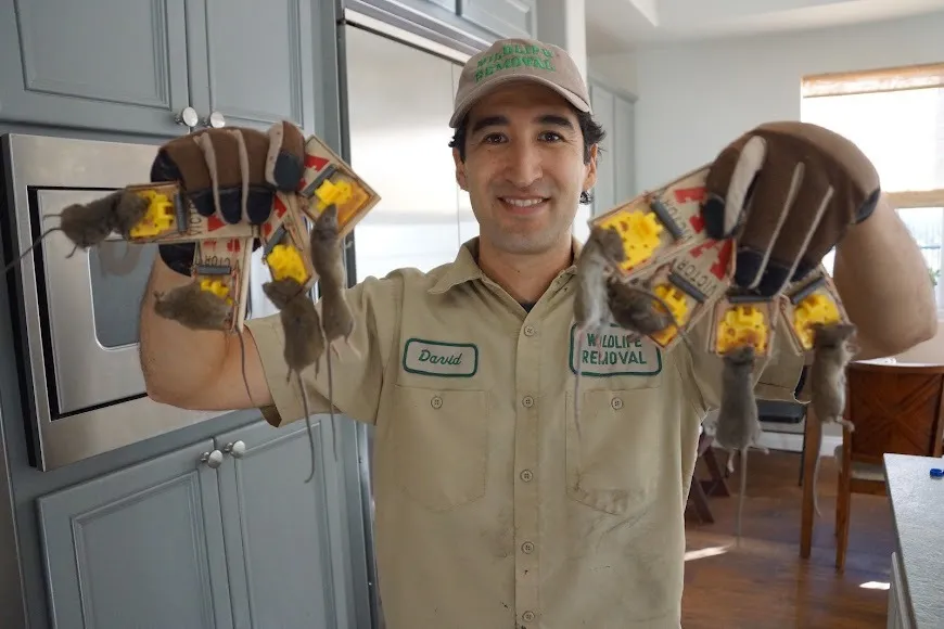 A Fresno Rodent Exterminator technician in a client's kitchen, holding a dozen snap traps with mice caught in them.