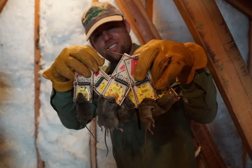 Attic trapping. Traps cleared by hand, in gloves, above the insulation line.