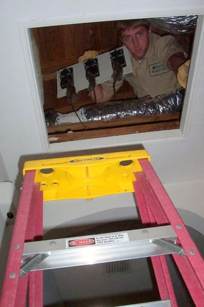 Working the attic hatch. Traps mounted to board and passed down as they are cleared.