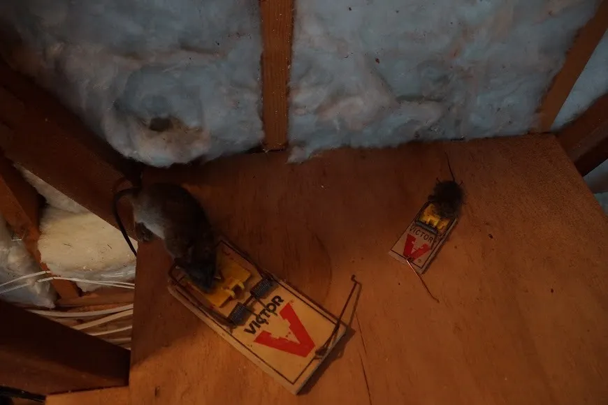 Traps set on attic decking beside the insulation run, where the droppings were heaviest.