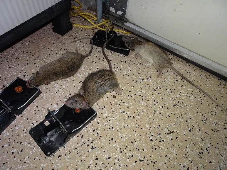 Commercial floor. Roof rats taken along a wall run in a business, not a home.