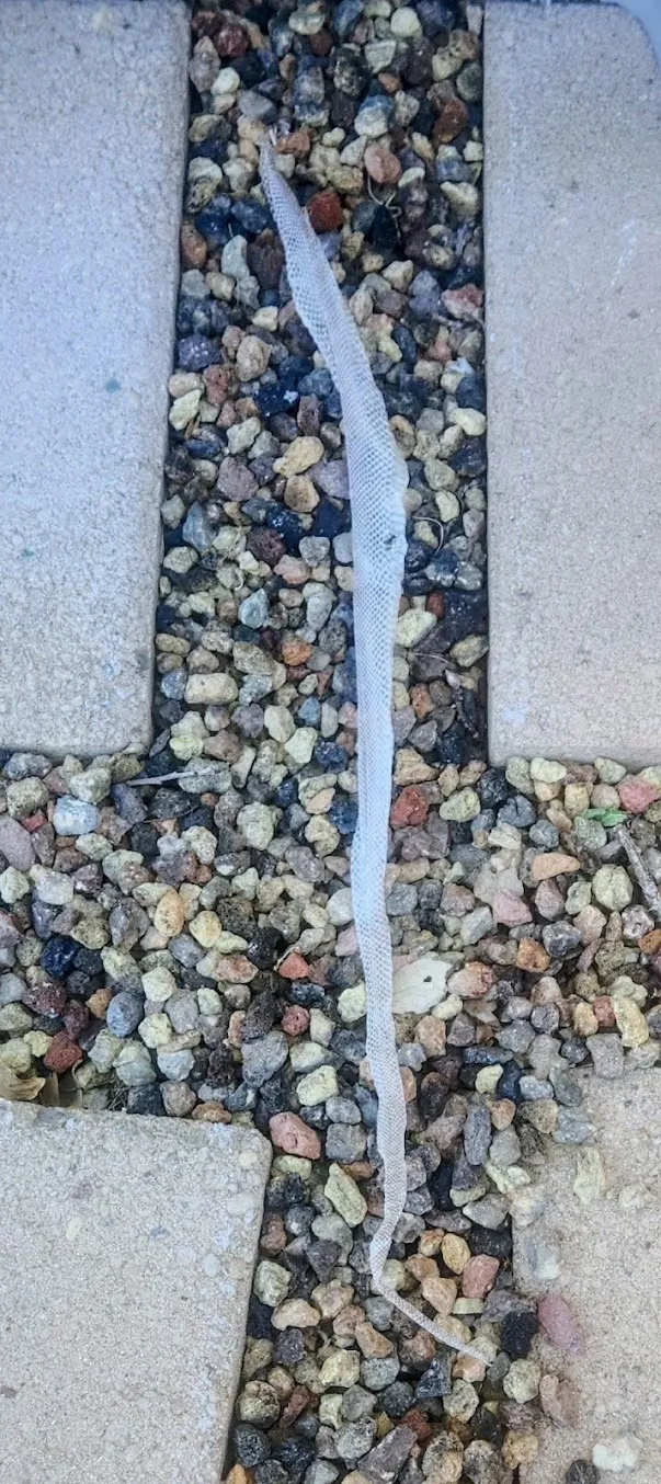 A shed snake skin, sent in by a homeowner. Identified as harmless, same day, at no charge.